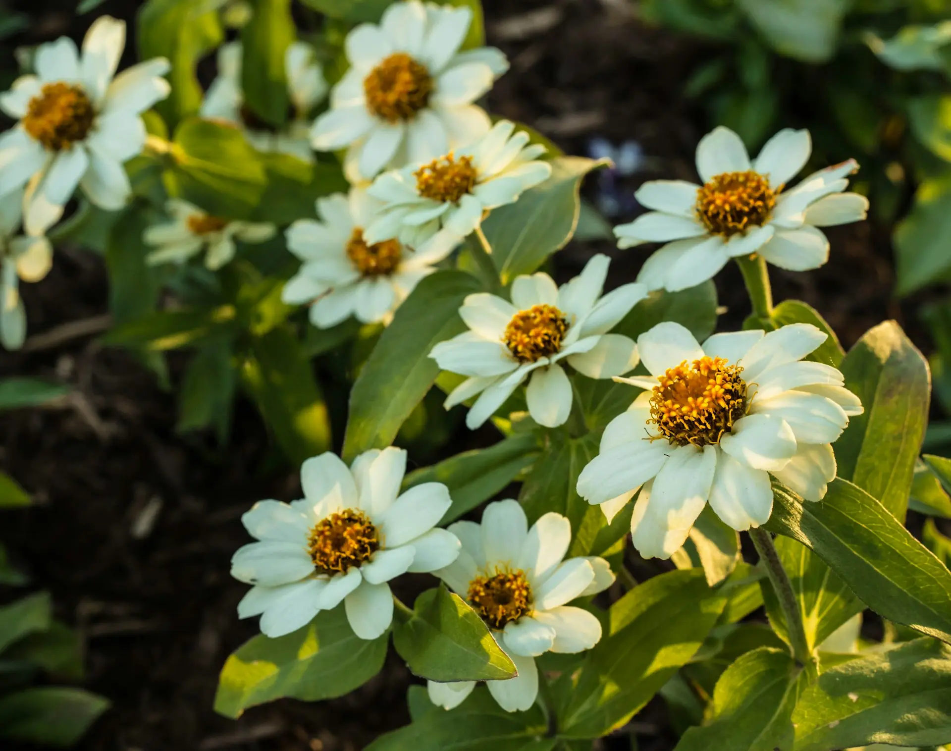 white flowers with green leaves